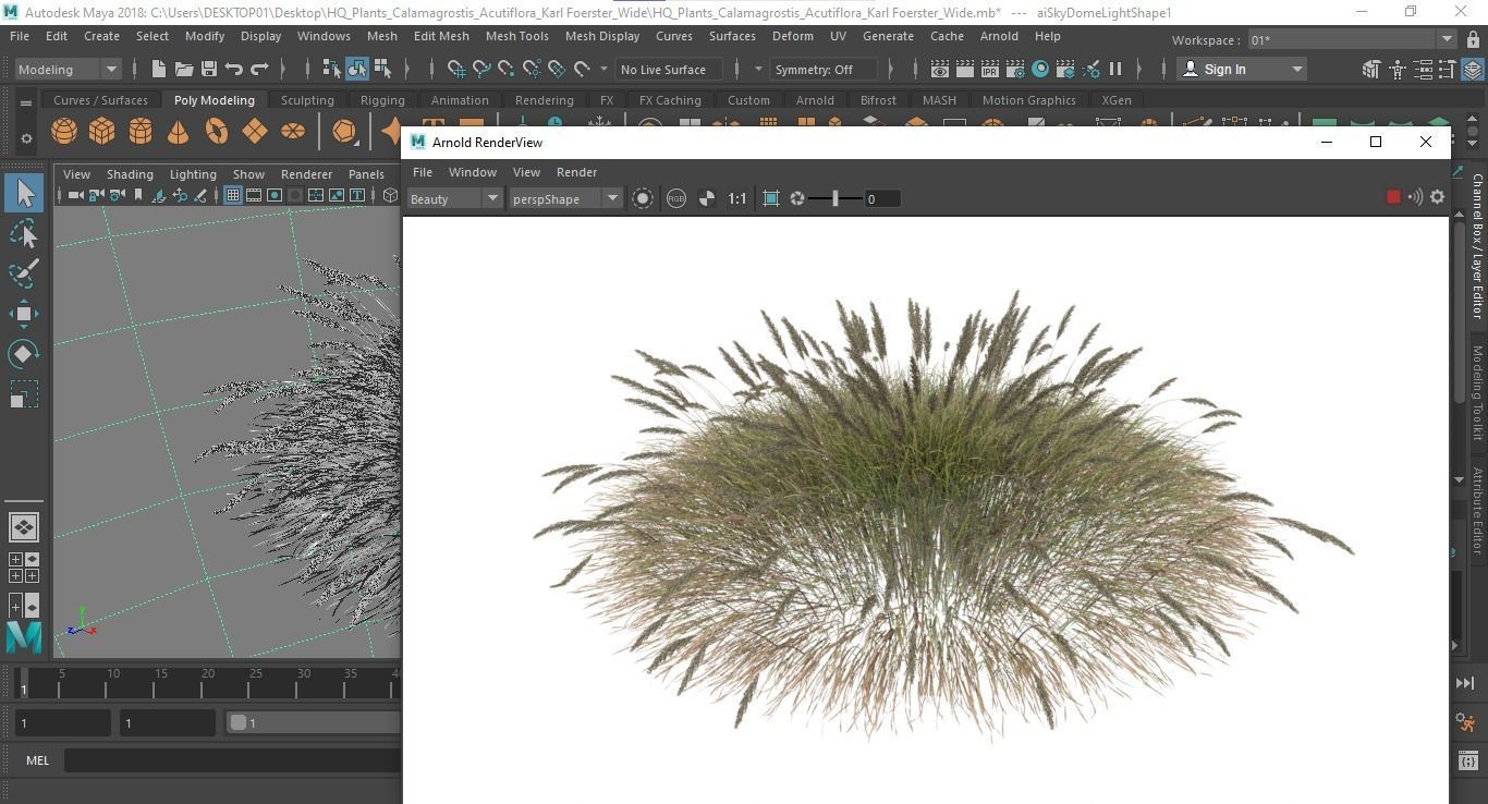 Plants Calamagrostis Acutiflora Karl Foerster Wide 3D model_6