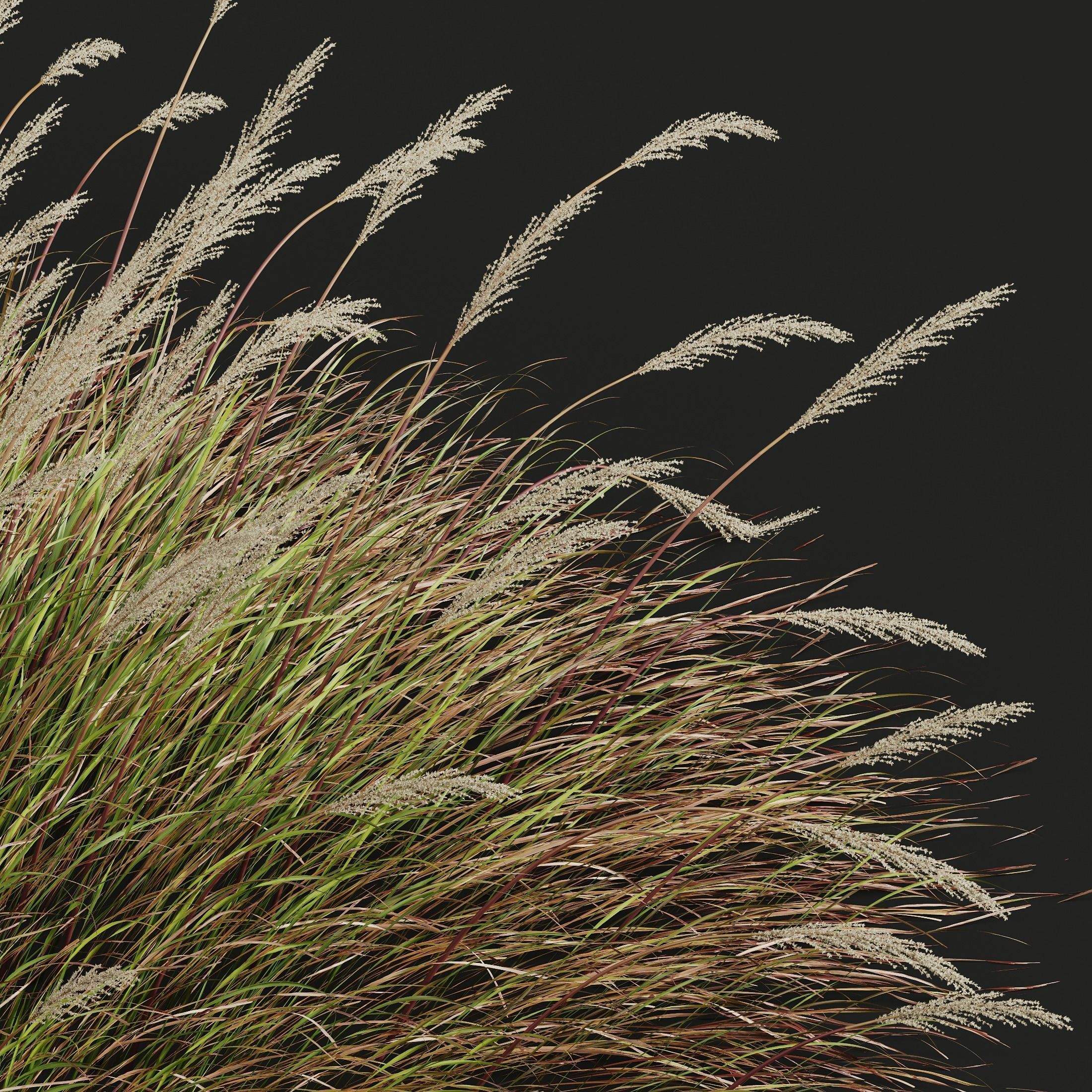 Plants Calamagrostis Acutiflora Karl Foerster Wide 3D model_1