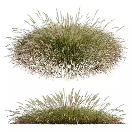 Plants Calamagrostis Acutiflora Karl Foerster Wide 3D model