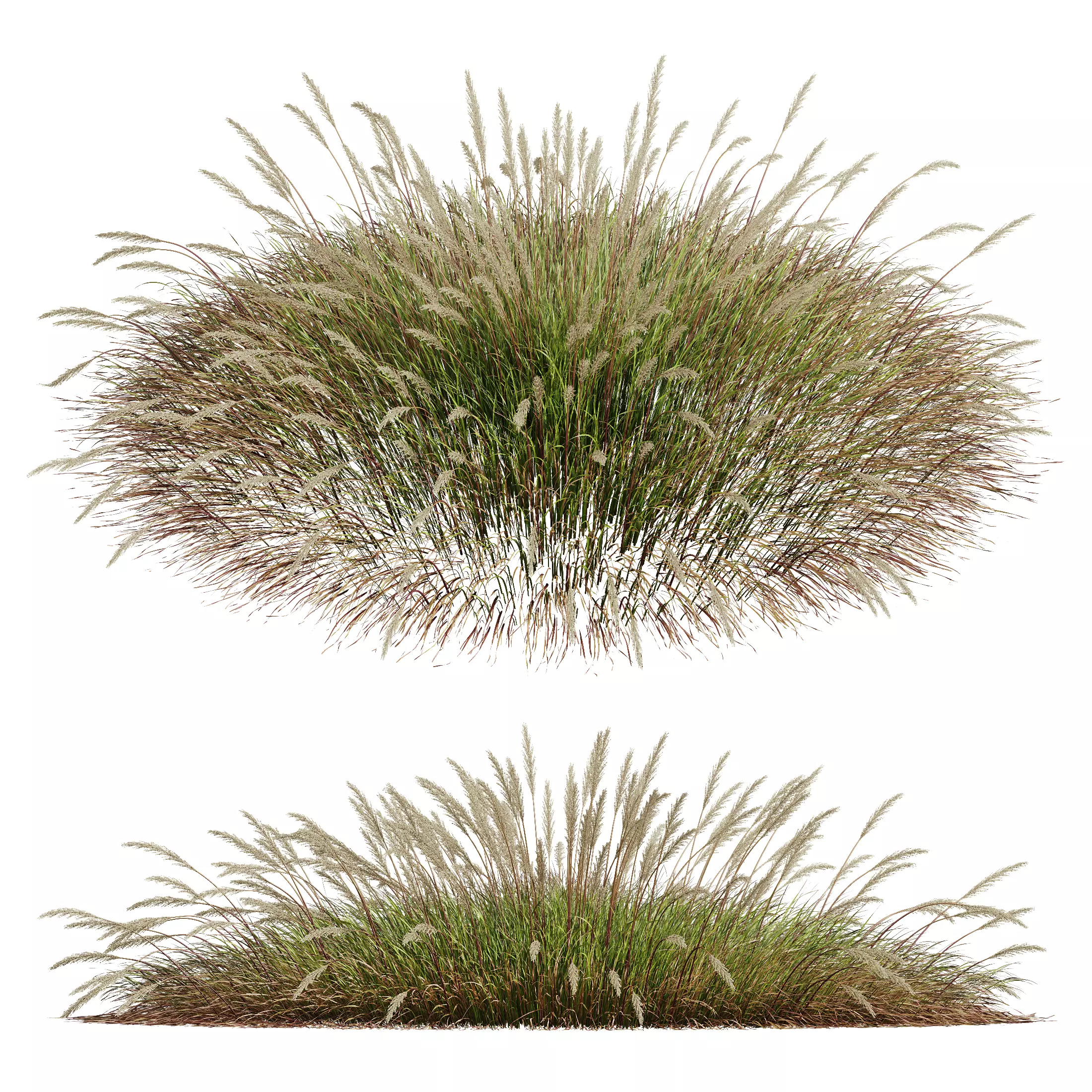 Plants Calamagrostis Acutiflora Karl Foerster Wide 3D model_0