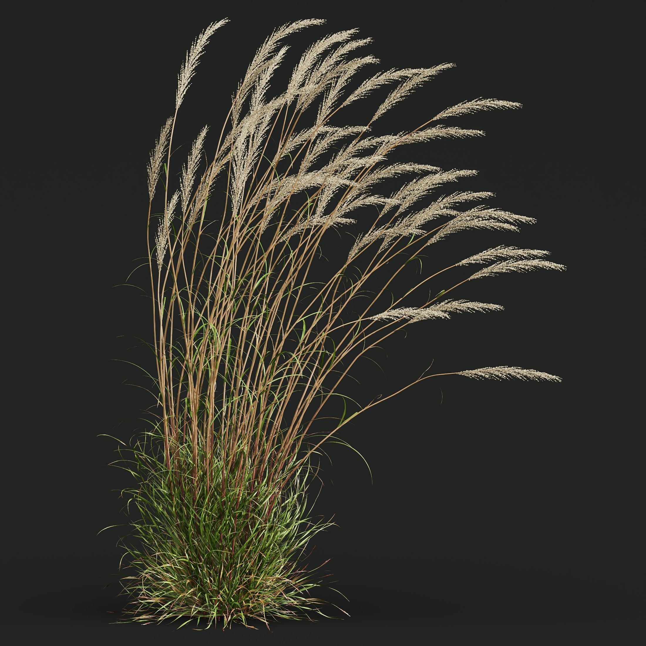 Plants Calamagrostis Acutiflora Karl Foerster V3 Windy 3D model_1