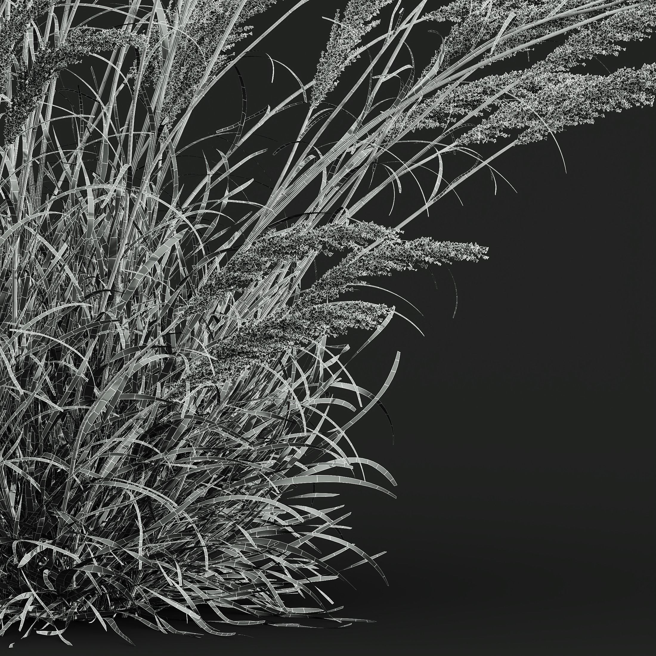 Plants Calamagrostis Acutiflora Karl Foerster V3 Windy 3D model_3