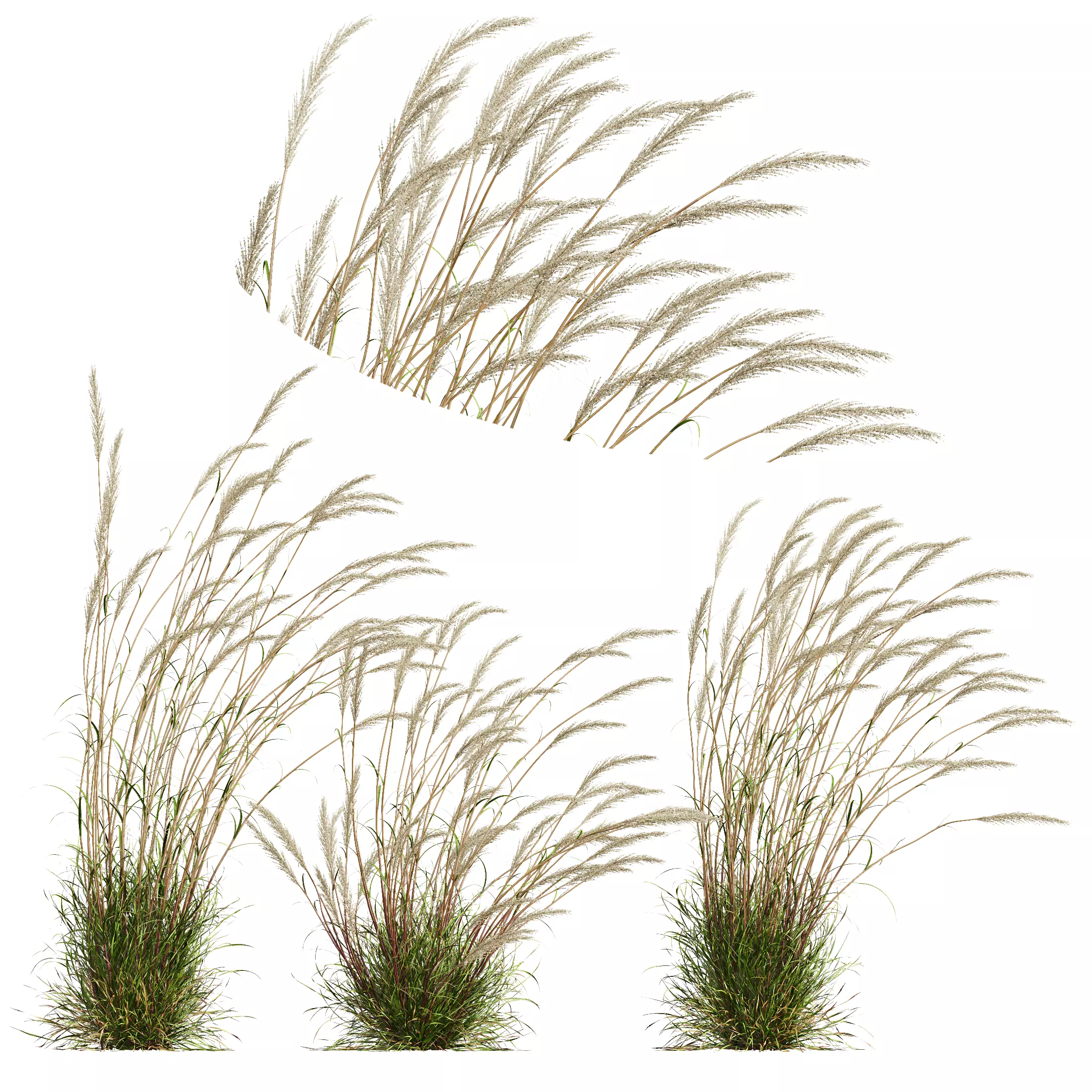 Plants Calamagrostis Acutiflora Karl Foerster V3 Windy 3D model_0