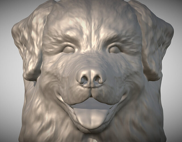 Bernese Mountain Dog head for 3D printing 3D print model
