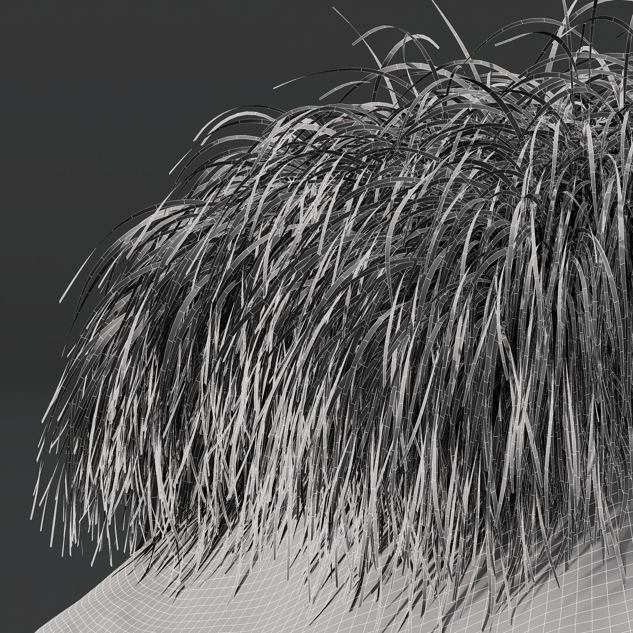 Plants Carex Elata Aurea Grass Version3 3D model_4