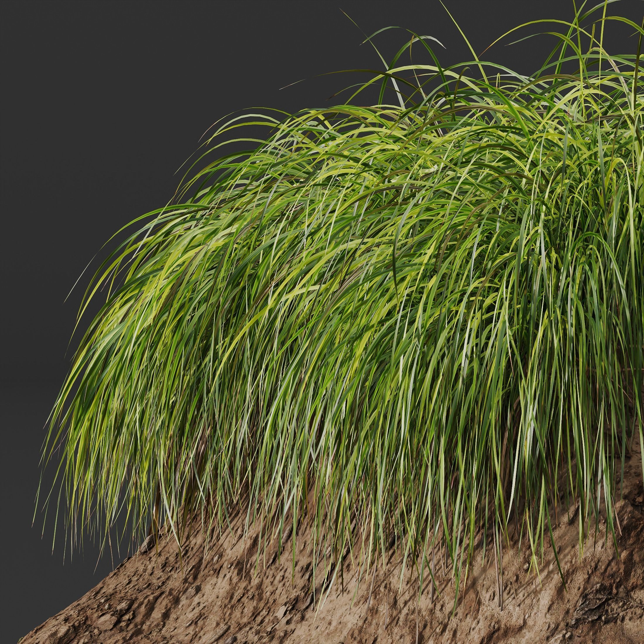 Plants Carex Elata Aurea Grass Version3 3D model_2