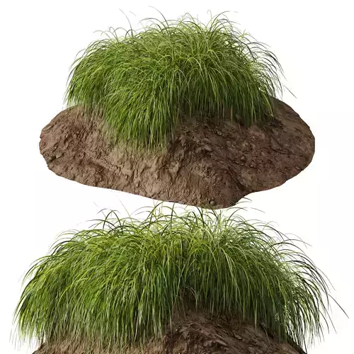 Plants Carex Elata Aurea Grass Version3 3D model