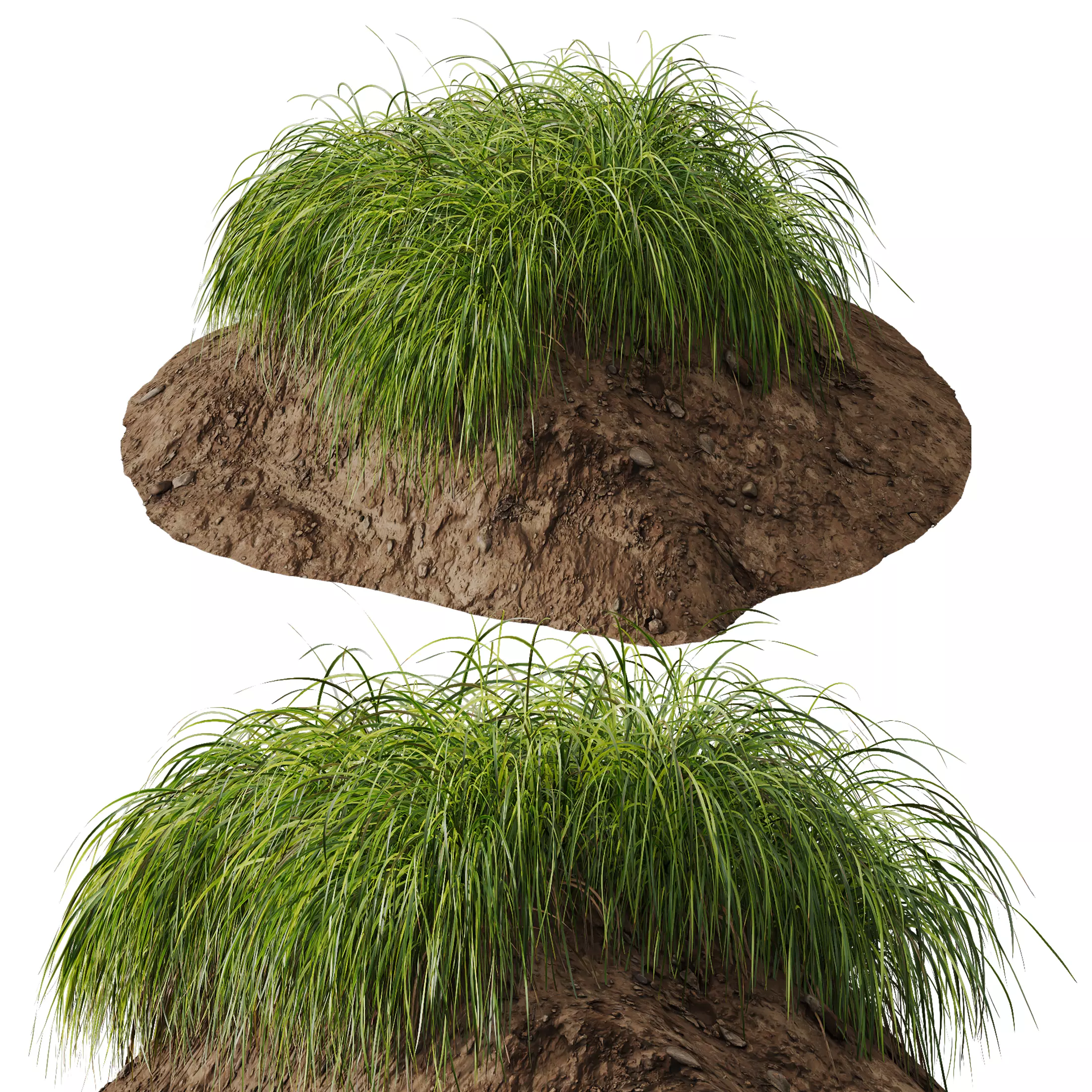 Plants Carex Elata Aurea Grass Version3 3D model_0