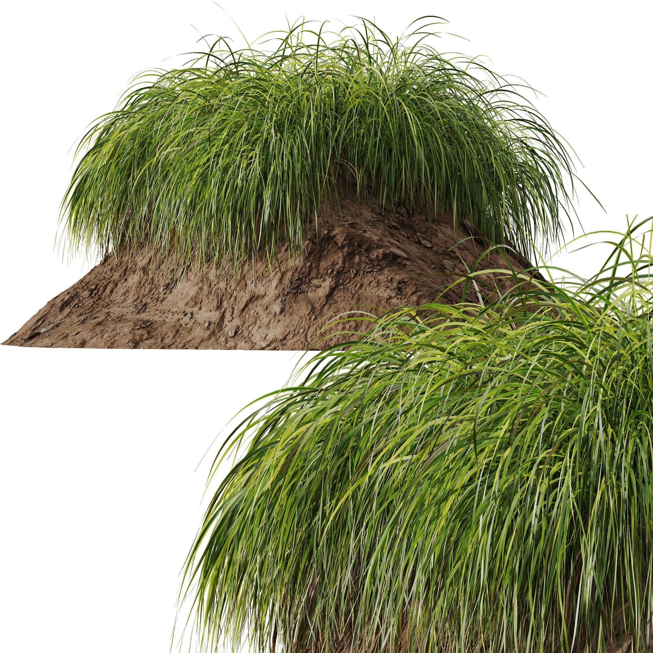 Plants Carex Elata Aurea Grass Version3 3D model_1