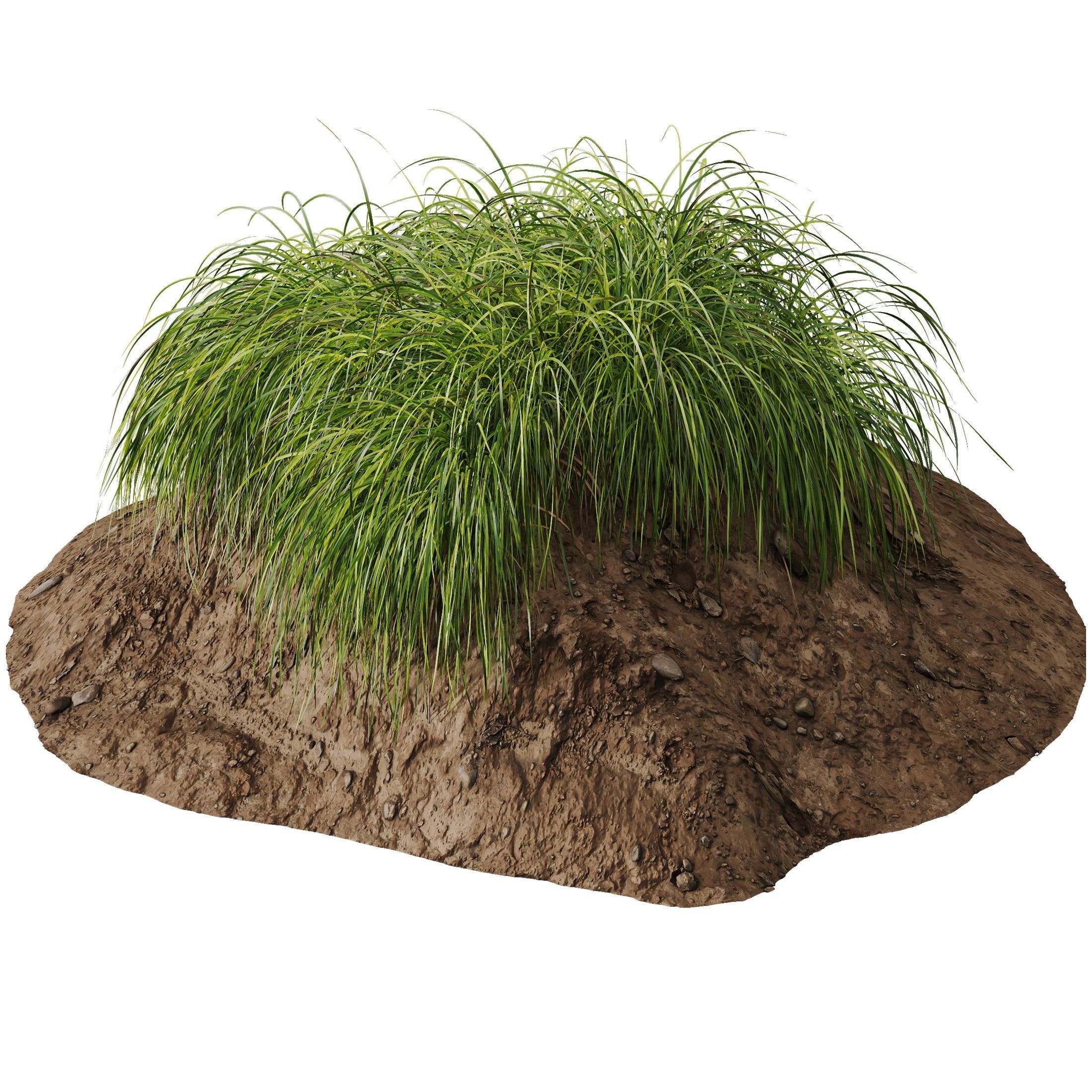 Plants Carex Elata Aurea Grass Version3 3D model_3