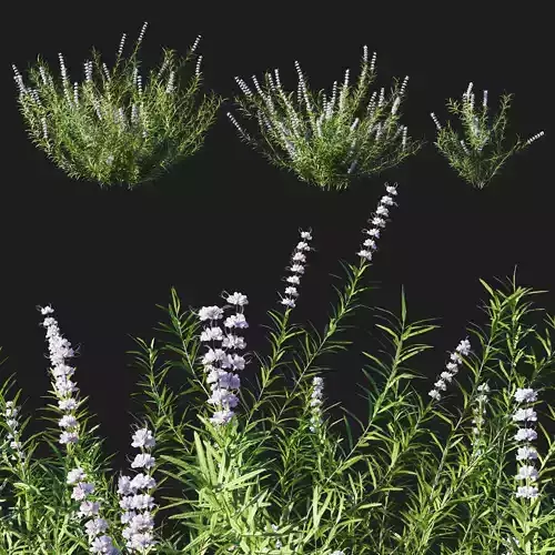 Trichostema lanatum 02 3D model