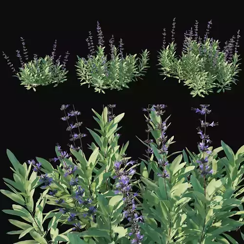 Salvia sonomensis 3D model