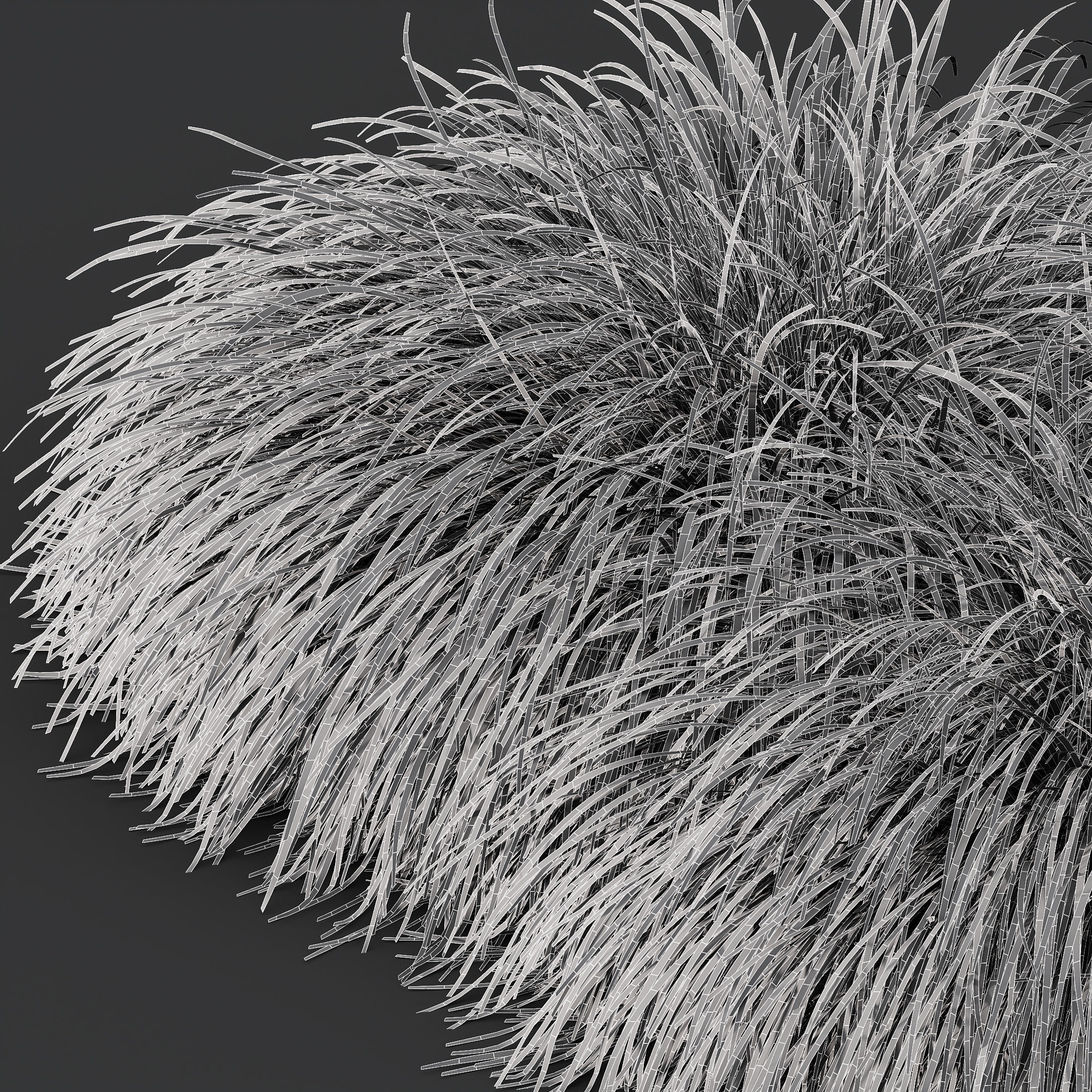 Plants Carex Elata Aurea Grass Version4 3D model_3