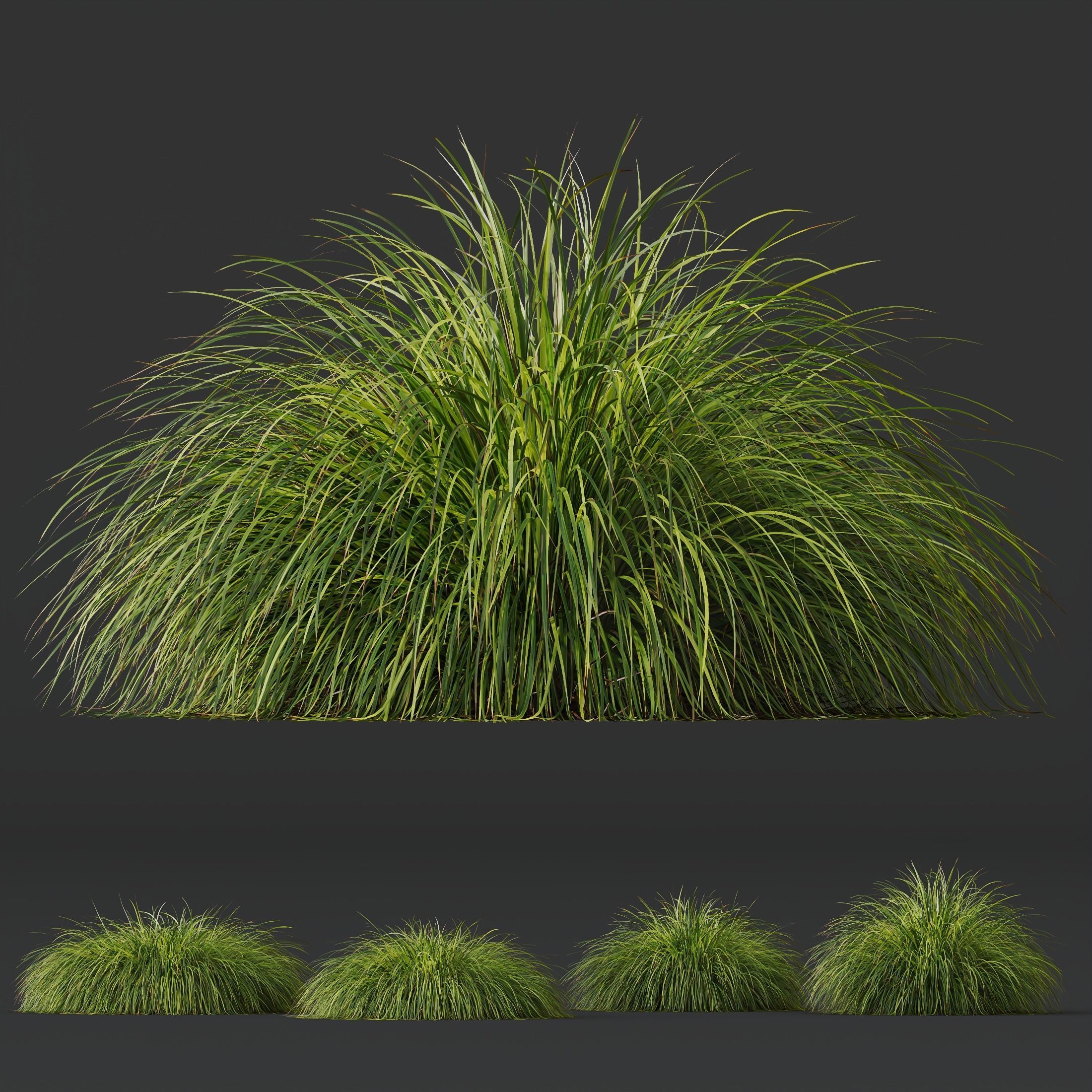 Plants Carex Elata Aurea Grass Version4 3D model_2