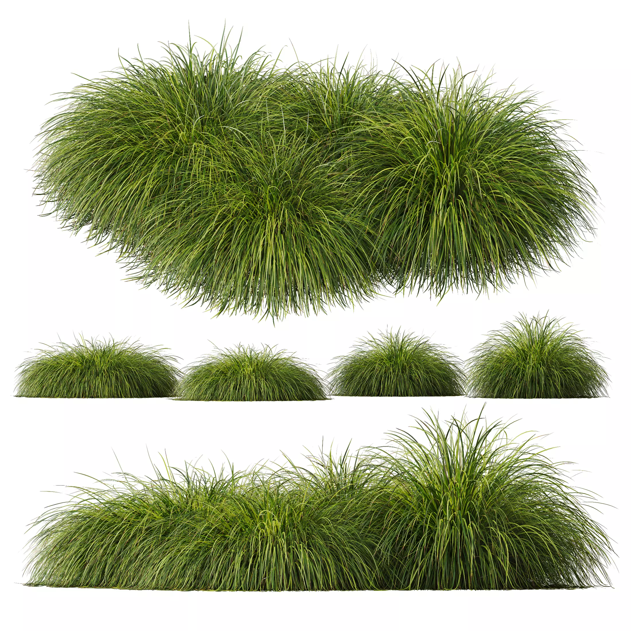 Plants Carex Elata Aurea Grass Version4 3D model_0