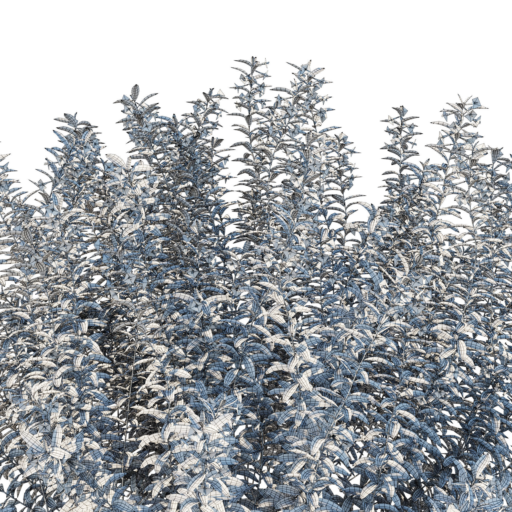 Zauschneria californica 3D model_2