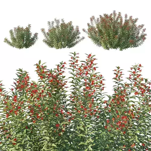 Zauschneria californica 3D model