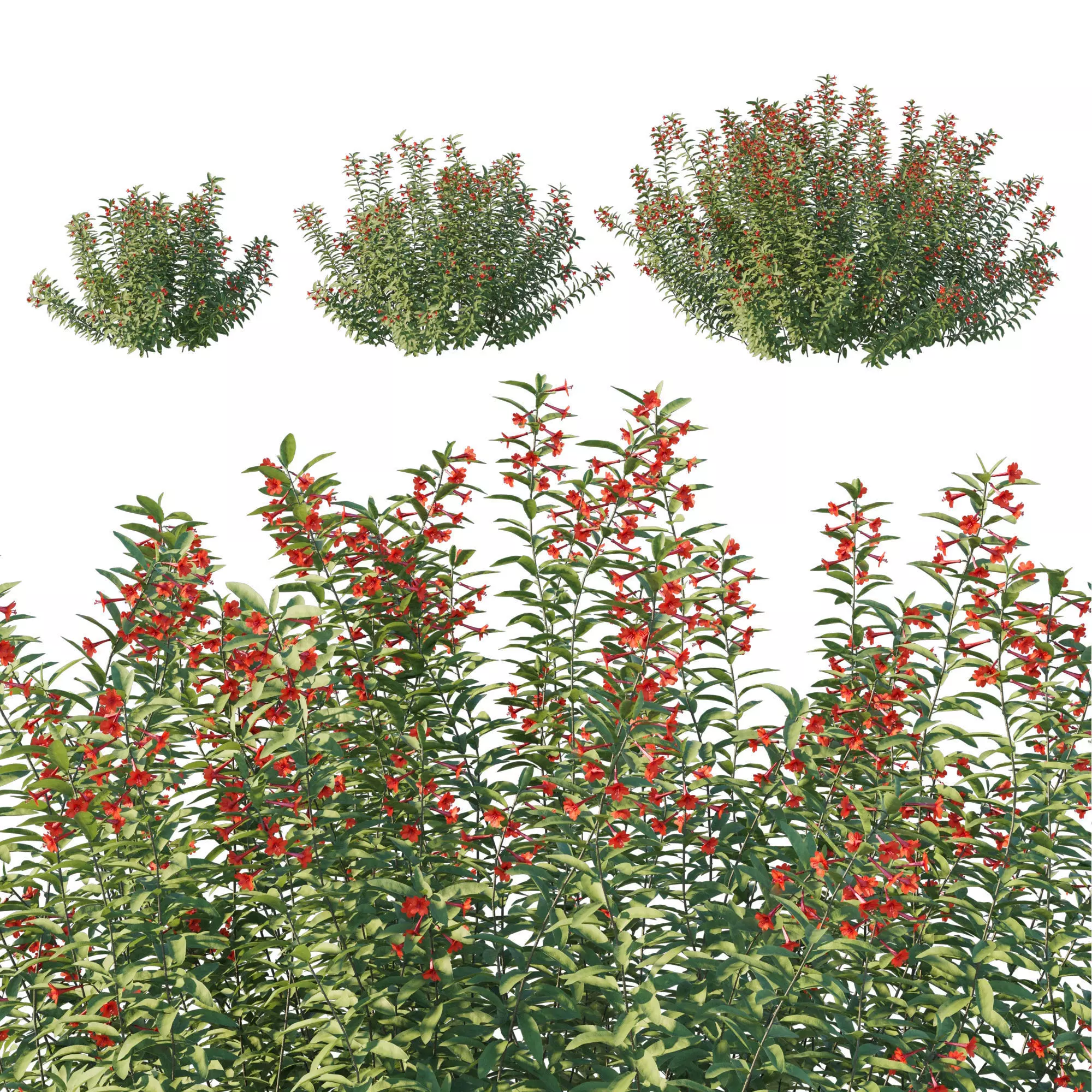 Zauschneria californica 3D model_0