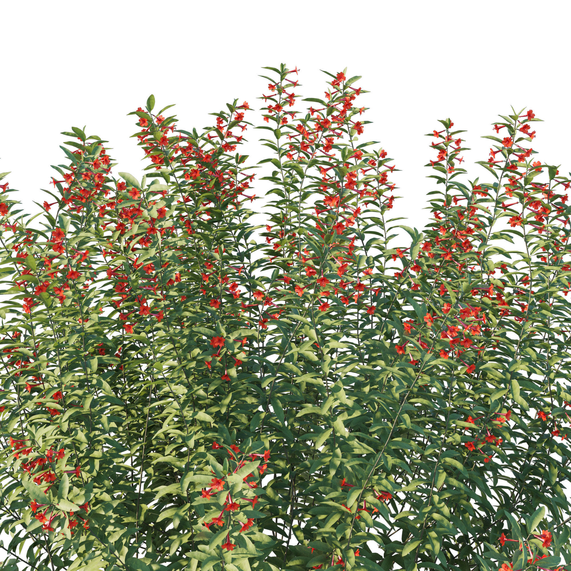 Zauschneria californica 3D model_1