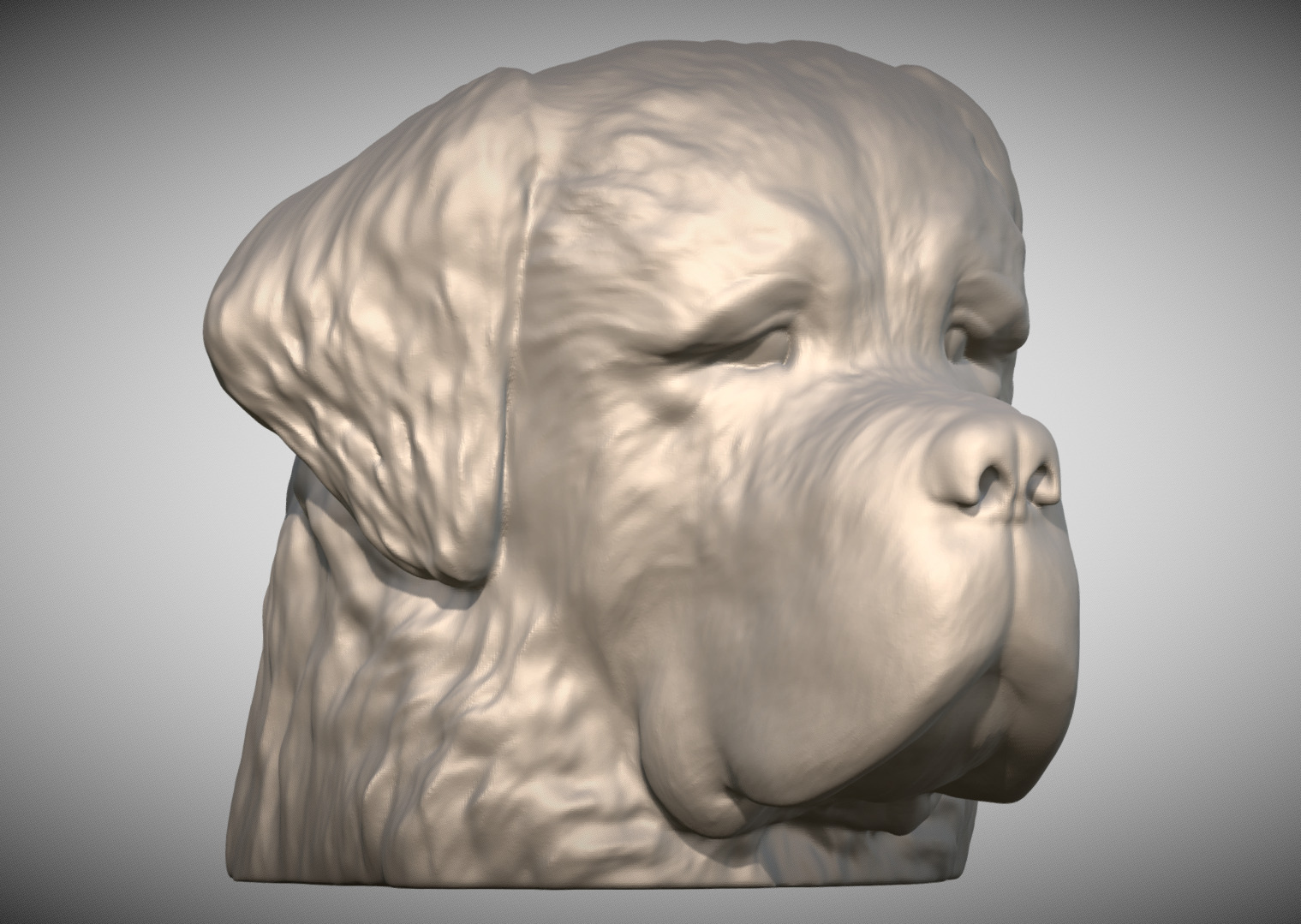 Saint Bernard dog head for 3D printing 3D print model_2