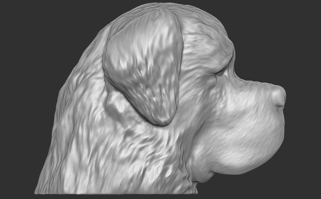 Saint Bernard dog head for 3D printing 3D print model_9