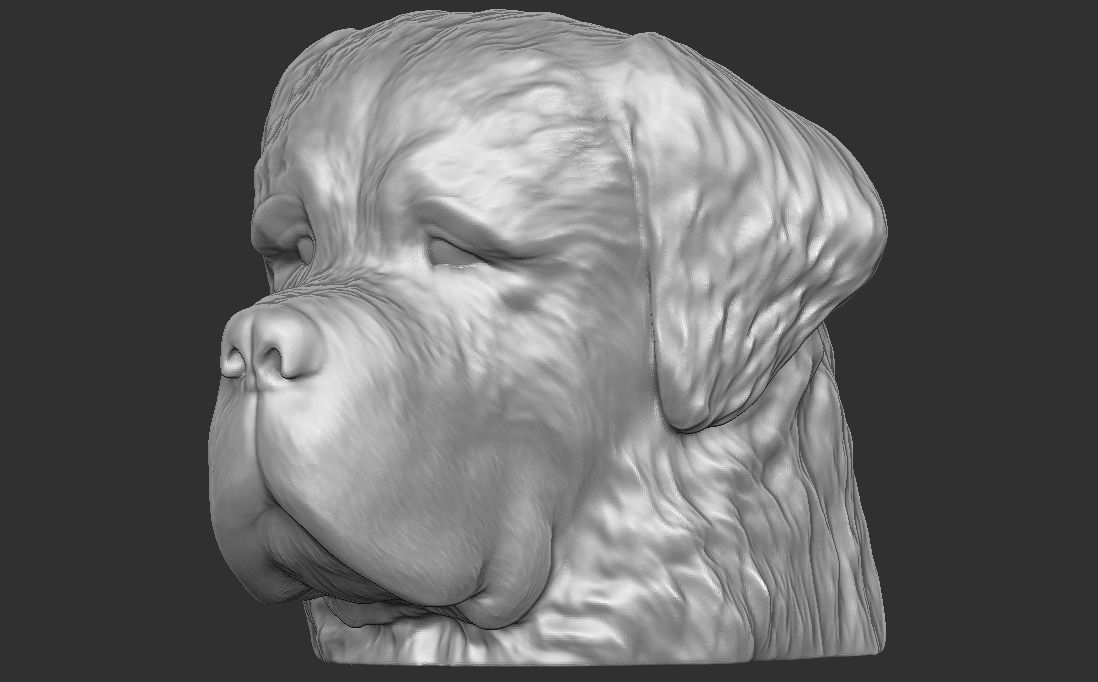 Saint Bernard dog head for 3D printing 3D print model_4