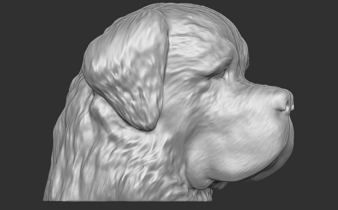 Saint Bernard dog head for 3D printing 3D print model_8