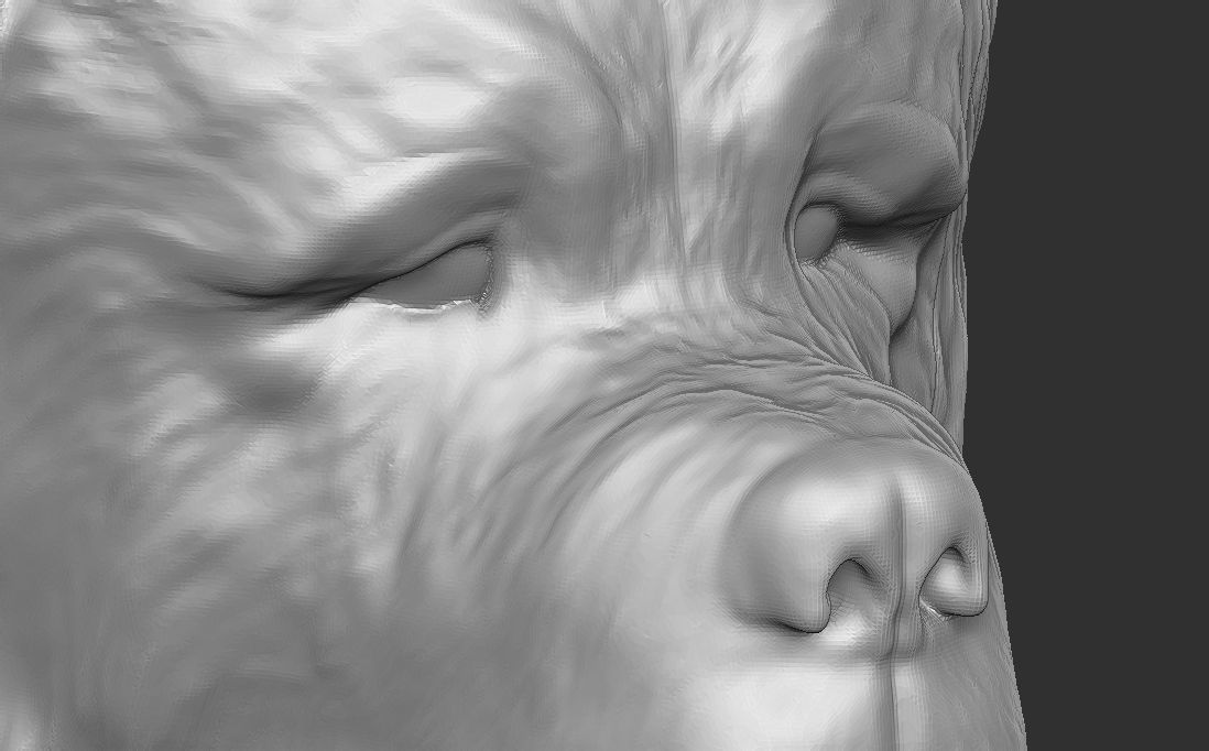 Saint Bernard dog head for 3D printing 3D print model_16