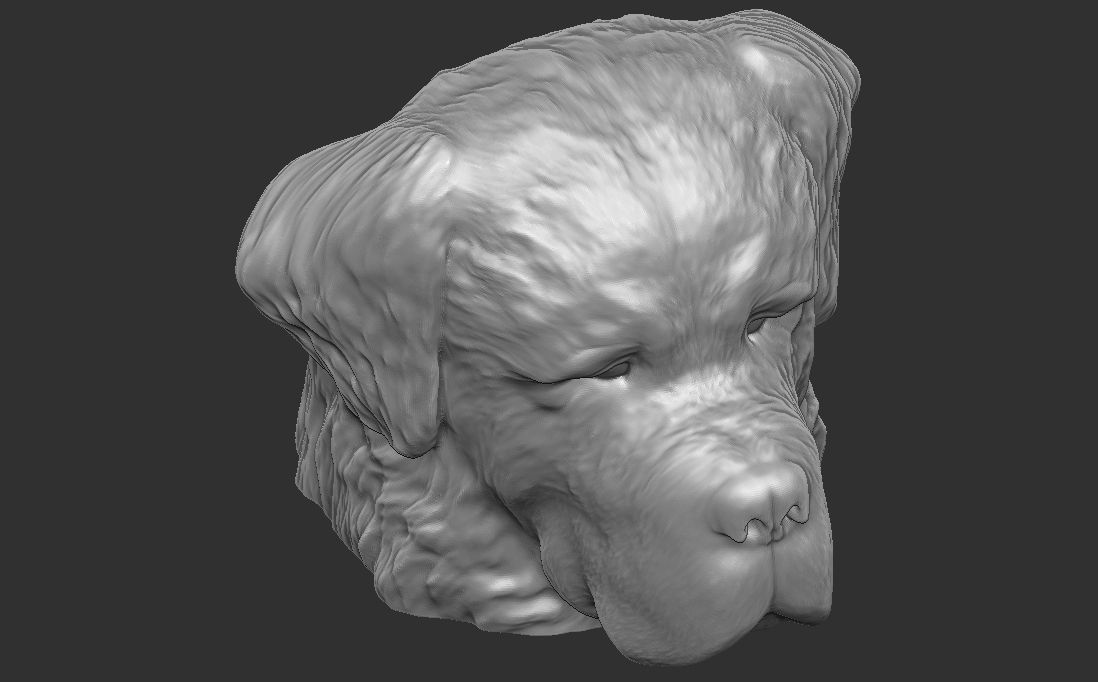Saint Bernard dog head for 3D printing 3D print model_19