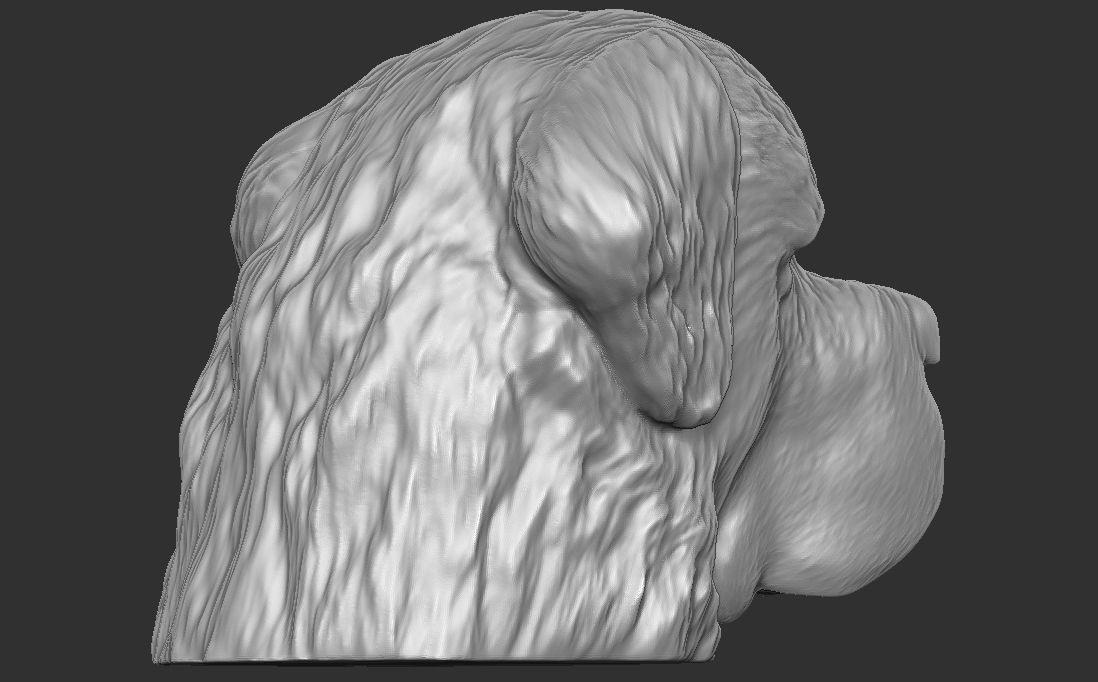 Saint Bernard dog head for 3D printing 3D print model_10