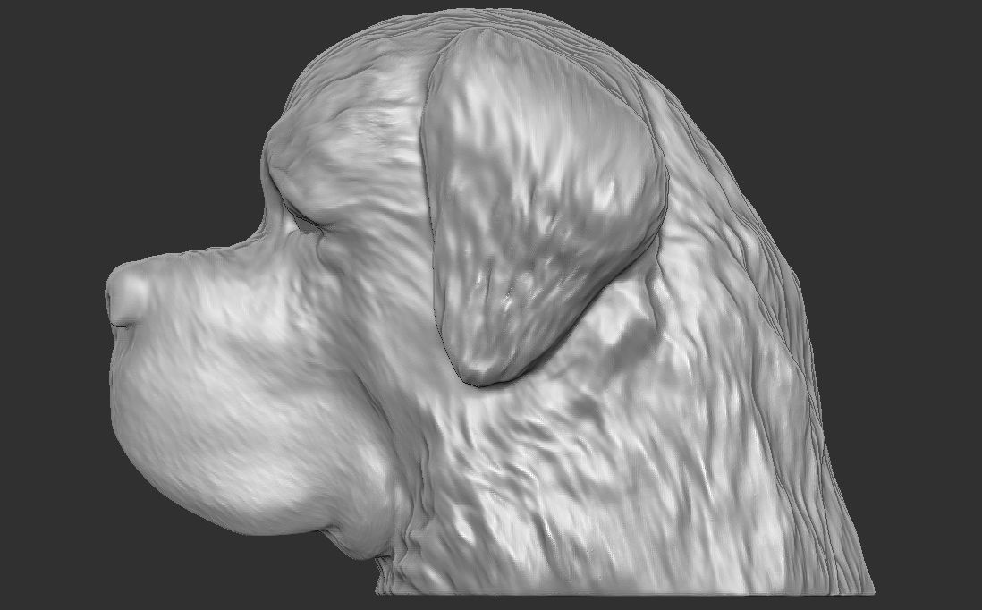 Saint Bernard dog head for 3D printing 3D print model_13