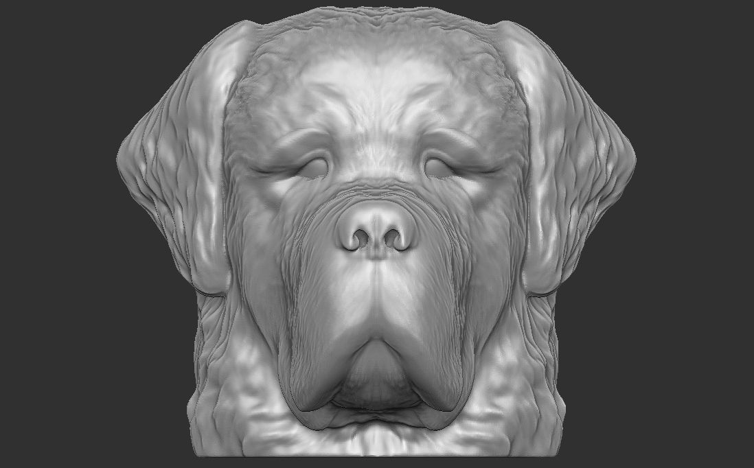 Saint Bernard dog head for 3D printing 3D print model_5