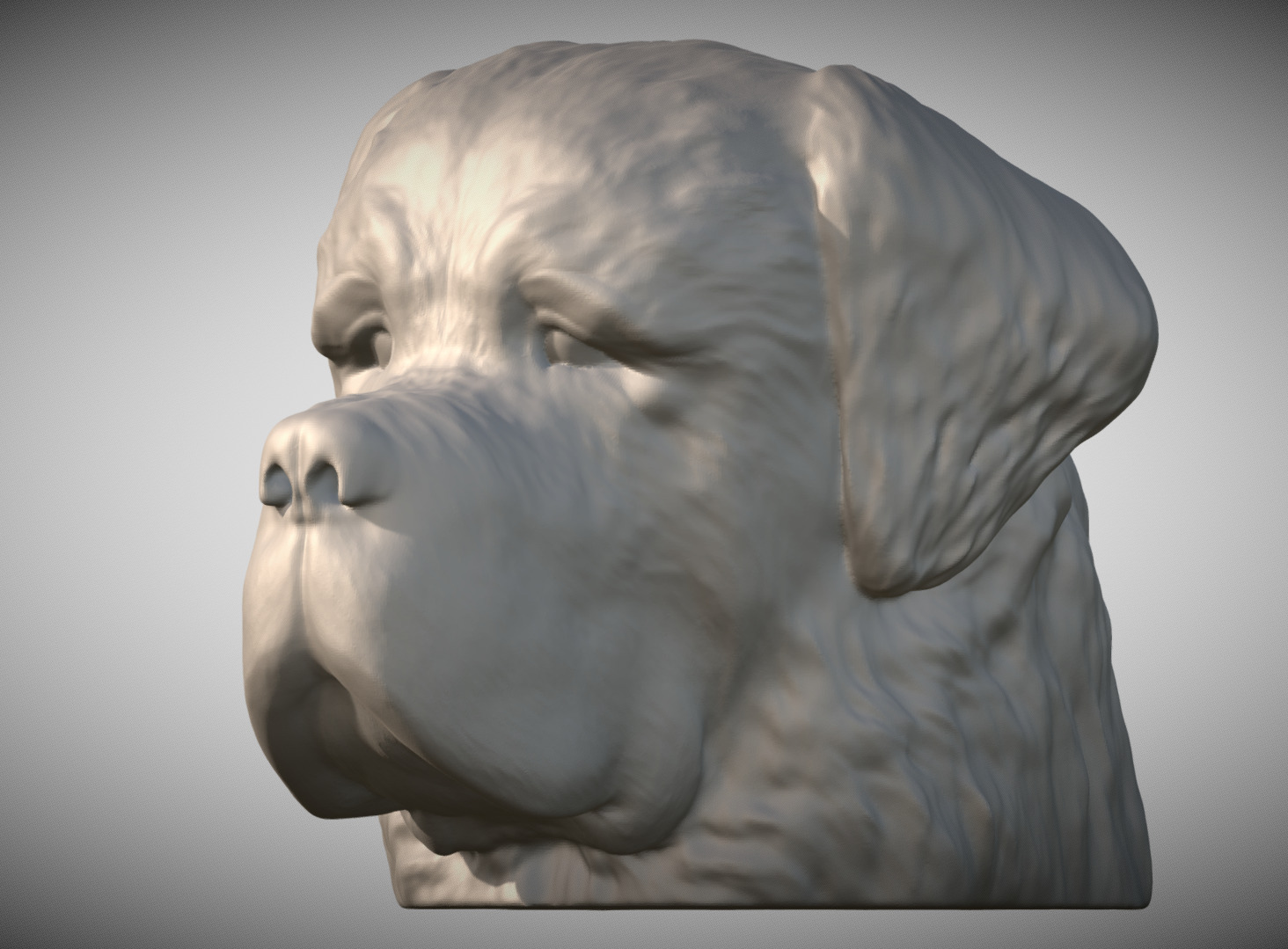 Saint Bernard dog head for 3D printing 3D print model_1