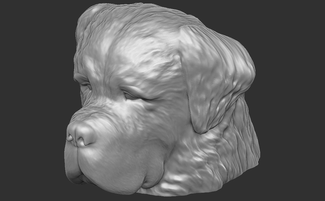 Saint Bernard dog head for 3D printing 3D print model_20
