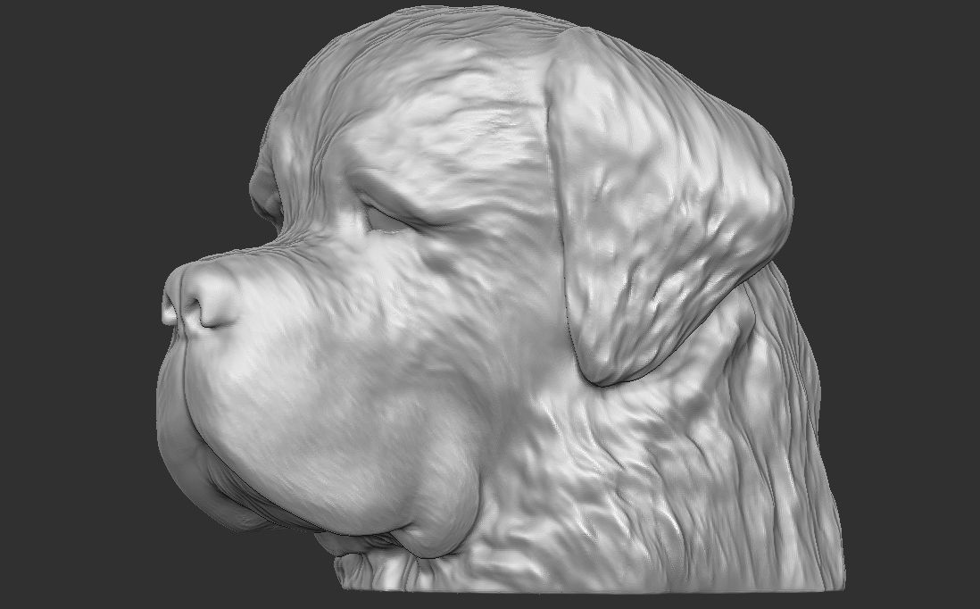 Saint Bernard dog head for 3D printing 3D print model_14