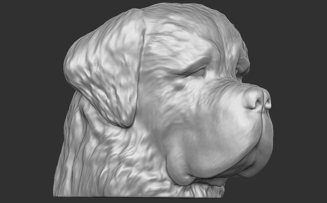 Saint Bernard dog head for 3D printing 3D print model_7