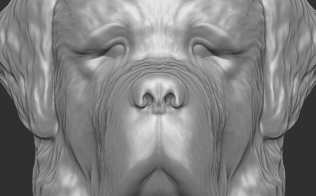 Saint Bernard dog head for 3D printing 3D print model_15