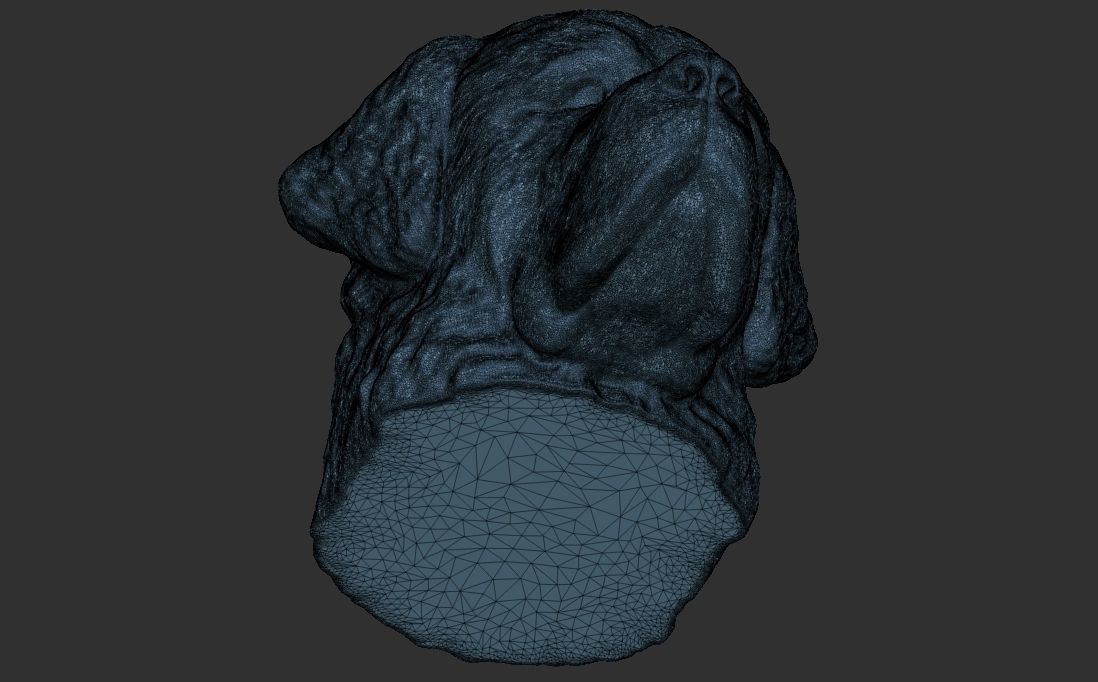 Saint Bernard dog head for 3D printing 3D print model_23