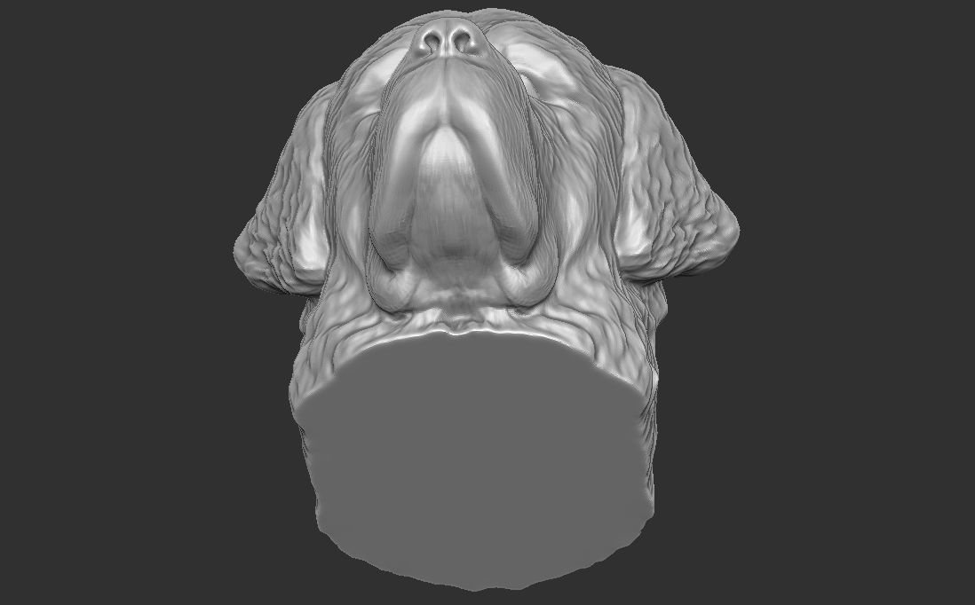 Saint Bernard dog head for 3D printing 3D print model_18