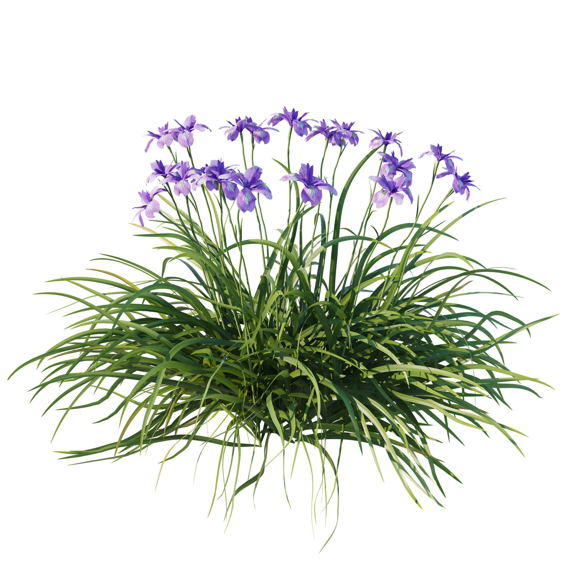 Iris douglasiana 02 3D model_1
