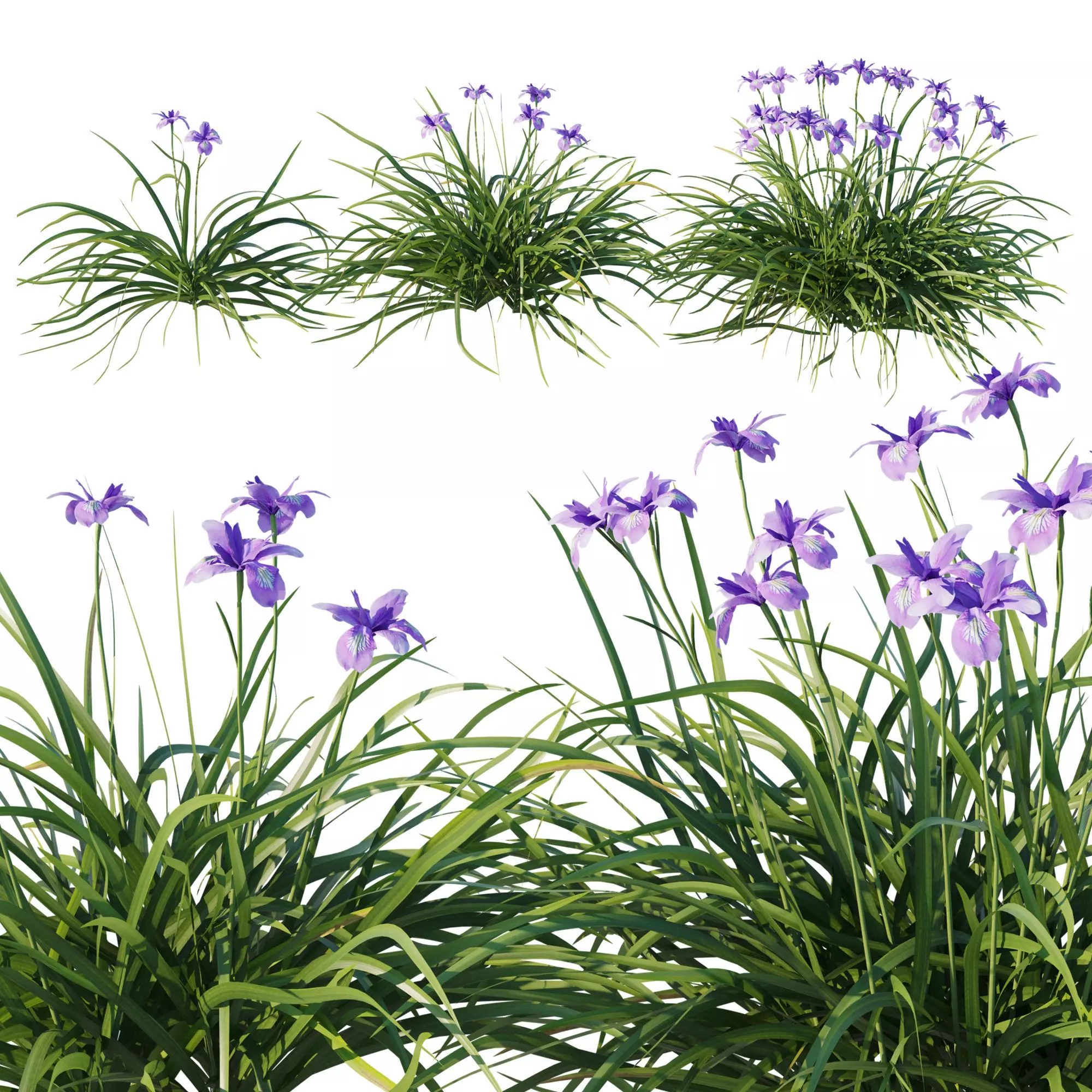 Iris douglasiana 02 3D model_0