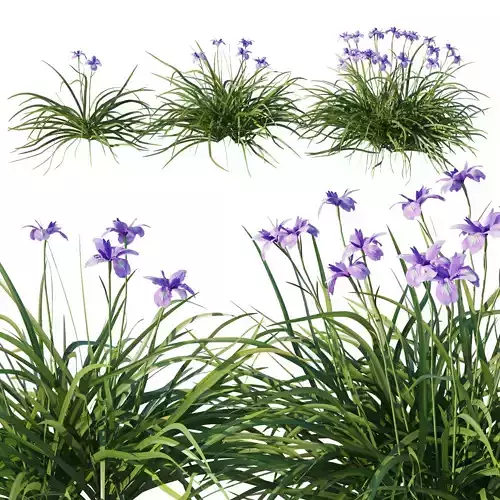 Iris douglasiana 02 3D model