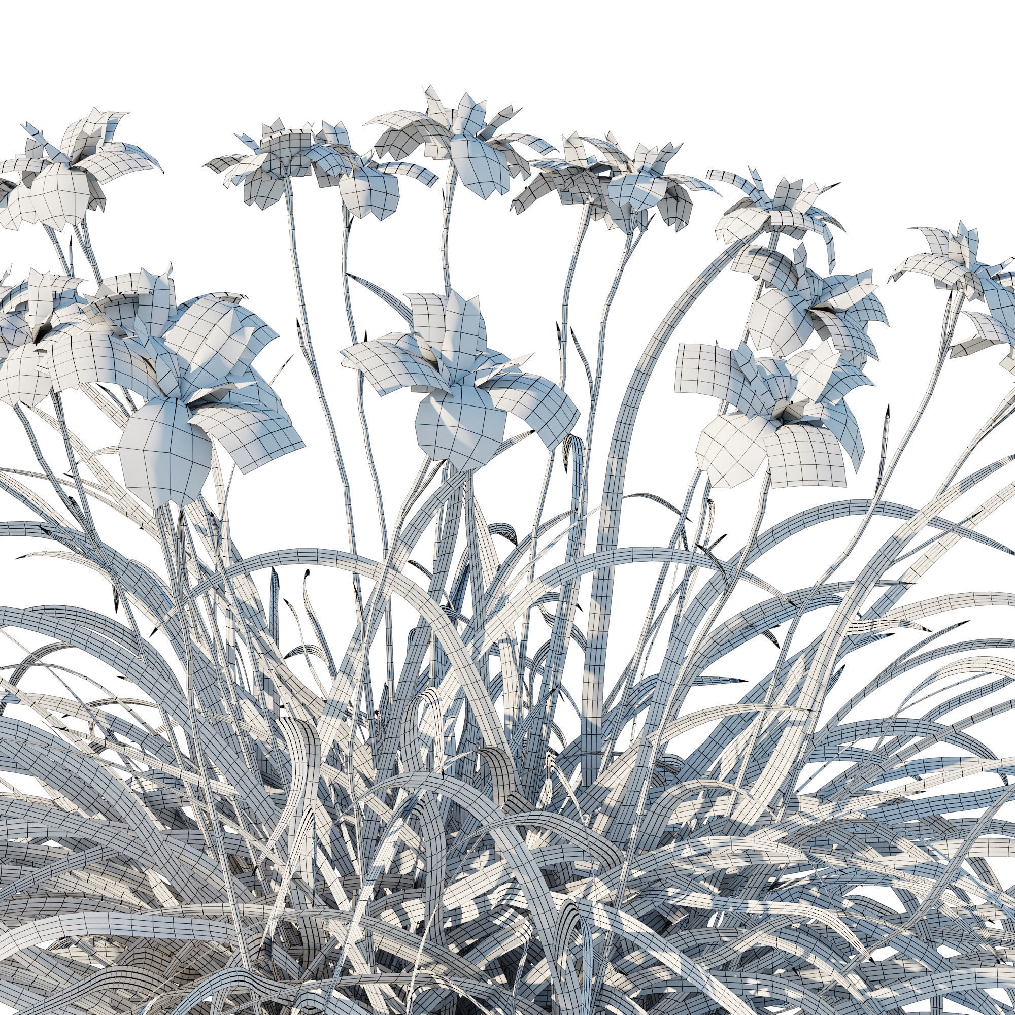 Iris douglasiana 02 3D model_2