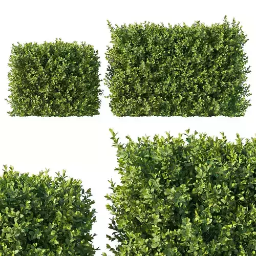 Boxwood 04 3D model