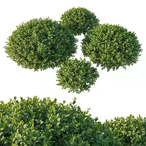 Boxwood 05 3D model