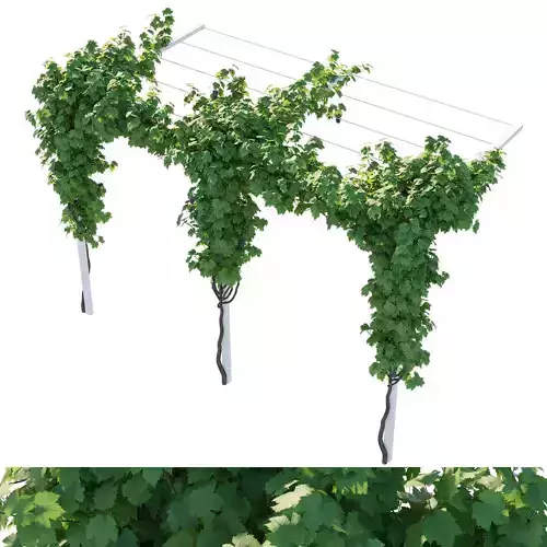 Vines grapes 3D model