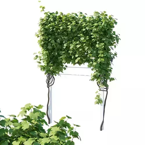 Vines Grapes 02 3D model