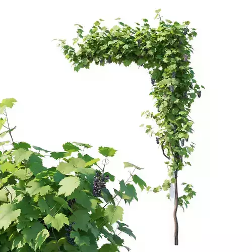Vines Grapes 02 3D model
