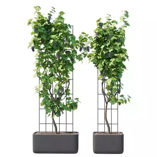Vines Grapes 04 3D model