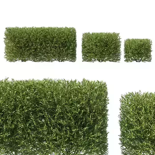 Olive Little Ollie bush 3D model